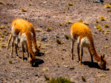 Colca Canyon 4D/3N